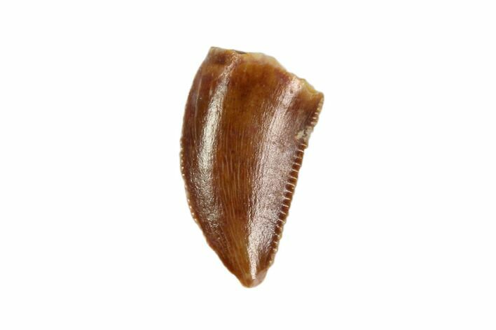 Raptor Tooth - Real Dinosaur Tooth #90107